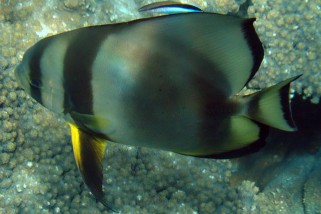 Platax orbicularis - Rundkopf-Fledermausfisch (Gewöhnlicher Fledermausfisch, Schwarmfledermausfisch)